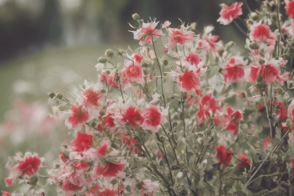 Organska Ishrana u Selu Rudno: Detoksikacija